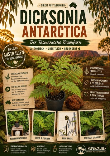 Dicksonia antarctica baumfarn - dicksonia,
