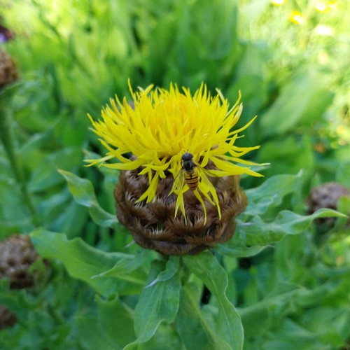 Riesen flockenblume gelb - riesen,