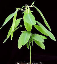 Telegraphenpflanze Samen, Codoriocalyx motorius, Tanzende Pflanze, dancing tree