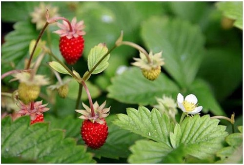Stück walderdbeeren - stück,