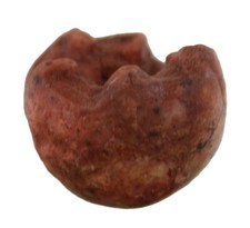 Perm  Prophyllocrinus cuspidatus  Seltene Seelilie  Crinoidea  Balseo Timor 5498