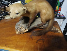 Präparat Steinmarder