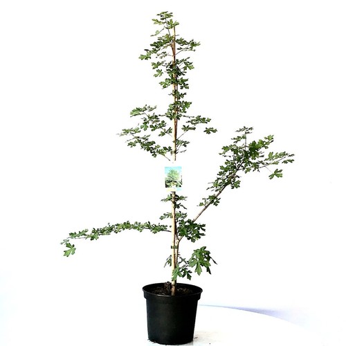 Feldahorn acer campestre - -,