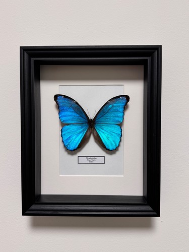 Echter exotischer morpho - exotischer,