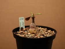 Adenium socotranum - 2546 - Abbildung im 10 cm Topf - Insel Sokotra / Jemen