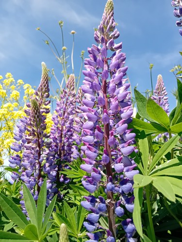 Wilde lupine lupinus - lupine,,