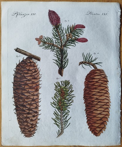 Nadelbaum tanne fischte - tanne, #