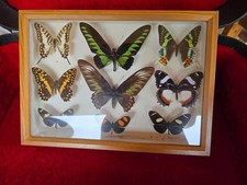 Schaukasten mit 9 präparierten Schmetterlingen 