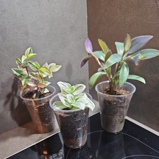 Pflanze 3x  Tradescantia zebrina b. / purpurea / Quatricolor Ableger Jungpflanze