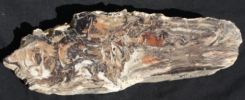Versteinertes holz aus - versteinertes,