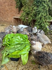 !NEUE LINIE! 48x Bruteier