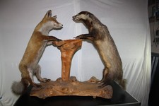 Tierpräparat Dachs und Fuchs