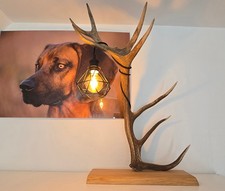 Rothirsch Stehlampe E27 Fassung Abwurfstange Dekoration Innendeko Lampe Unikat