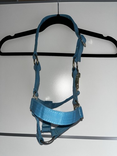 Fohlen halfter hellblau - fohlen,