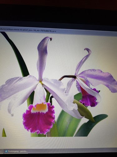 Orchideen pflanzen - orchideen,
