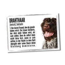 Deutsch drahthaar duden - duden, hund