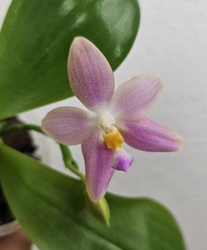 Orchidee phalaenopsis alba - phalaenopsis,