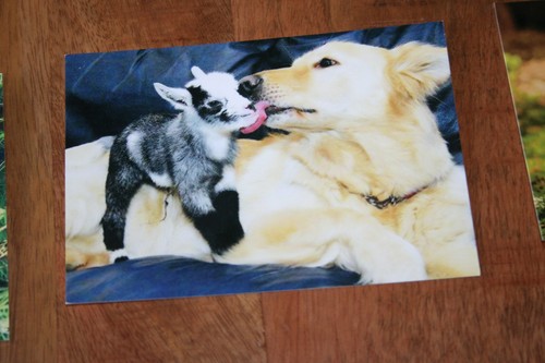 Hunde postkarte von - postkarte, poster