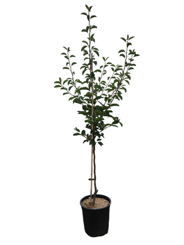 Birnenbaum gellerts - birnenbaum,