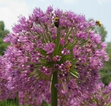 Rosenlauch winterharte