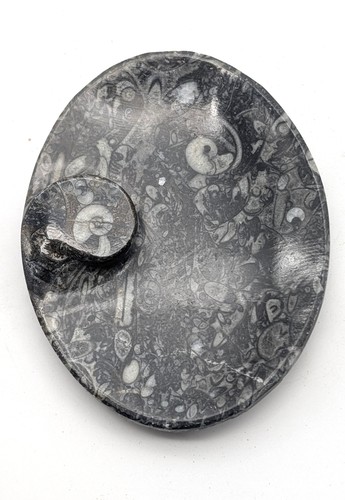 Sm0170 orthoceras - ,