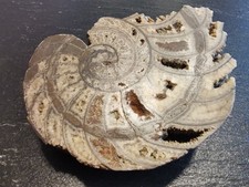 Nautilus - Cenoceras - Unterjura - Lias alpha - Unter-Sinemurium - Aichwald