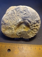 Ammoniten, Ceratites