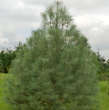 Weißkiefer 60cm pinus - 50-60cm,