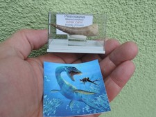 schöner Zahn vom Plesiosaurus
