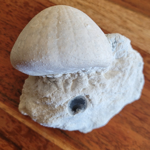 Seeigel echinocorys scutata - echinocorys,