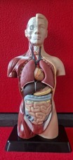 menschliches anatomie modell