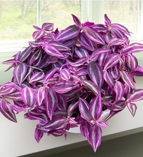 2×Tradescantia Pink Paradies