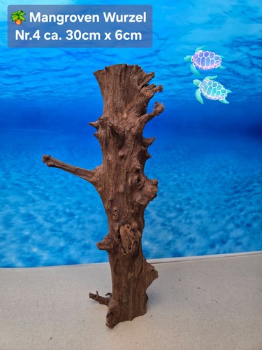 Mangroven aquarium - 🌴,
