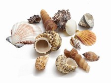 Nadeco muschelmix groß 1kg - nadeco®,