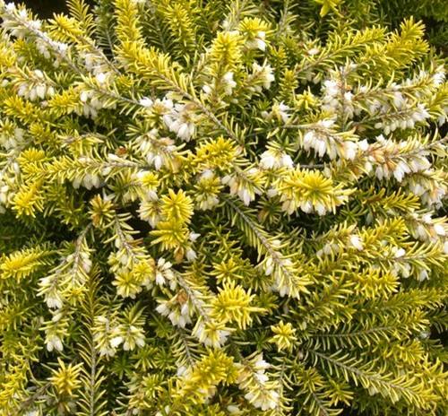 Erica carnea golden - golden, starlet