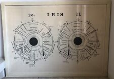 Antiker Druck Auge Iris Augenarzt 