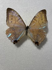 Entomologie*Morpho