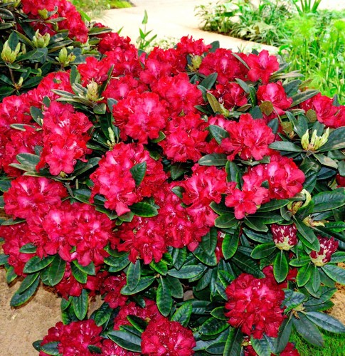 Inkarho rhododendron sardana - -,