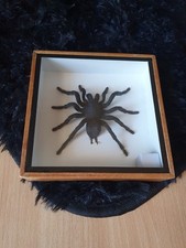 Echte Vogelspinne, Präpariert,  Schaukasten