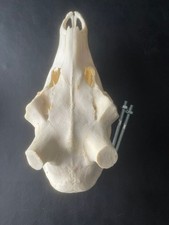 Nr.H13 SCHÄDEL ROTHIRSCH