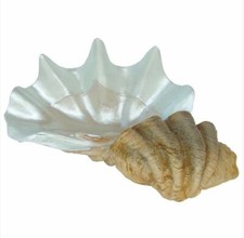 Riesen Muschel Maritim Dekoration Deko Meerestier Figur Statue Herzmuschel Meer