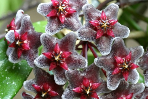 Hoya pubicalyx year old - hoya,