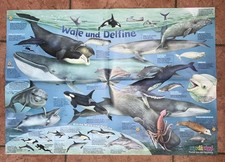 Wissensposter von Medizini