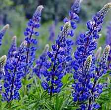 blaue Süßlupine Samen, Lupinus angustifolius, vegane Küche, z.B. Lupinenmilch