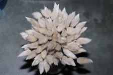 Hasenschwanzgras 50 Stück