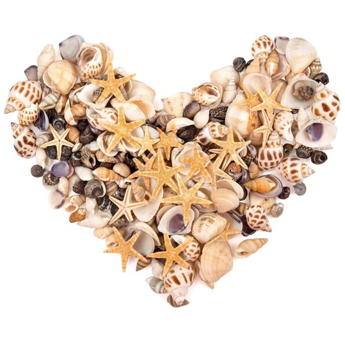 Muscheln seesterne bastelset - muscheln,
