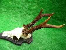 schöner 6er Rehbock