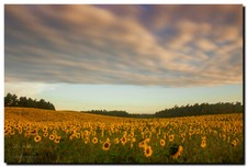 FELD DER SONNENBLUMEN -