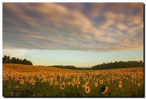 Feld der sonnenblumen - der,
