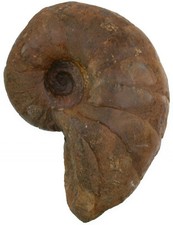 Lias  Cenoceras sp.  Seltener Nautilus  Nautilde Arietenkalk  Aldingen  P6-4